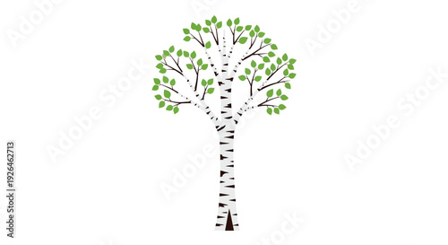 Illustration of a birch tree with green leaves on white background