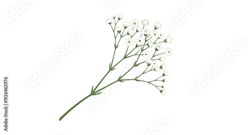 Delicate white baby's breath flowers on isolated white background