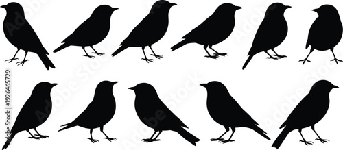 Set of black bird silhouettes in different poses and positions isolated on white background for nature wildlife and graphic design.