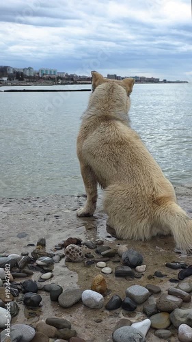 Pensive stray dog sitting alone on a pebble beach, looking at the city skyline across the water on a cloudy day. The abandoned animal is waiting for its owner to return