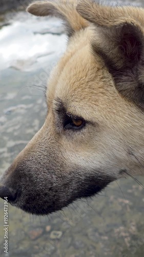 Profile of a thoughtful large dog staring at the ocean during a cloudy day, showcasing its loyal and pensive nature while standing on the pier in a calm outdoor setting