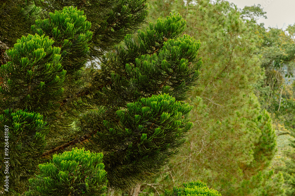 Fototapeta premium Close up view of Araucaria heterophylla branches with vibrant green needles in dense woodland environment.