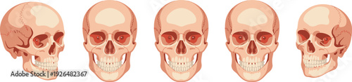 Human skull anatomy set front and side views, medical education illustration, flat vector diagram, skeletal structure study reference