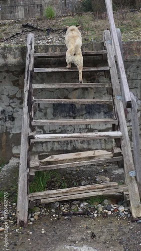 Determined dog climbing a rickety and broken wooden ladder to reach a higher level, showcasing the animal's intelligence, agility, and problem-solving skills outdoors