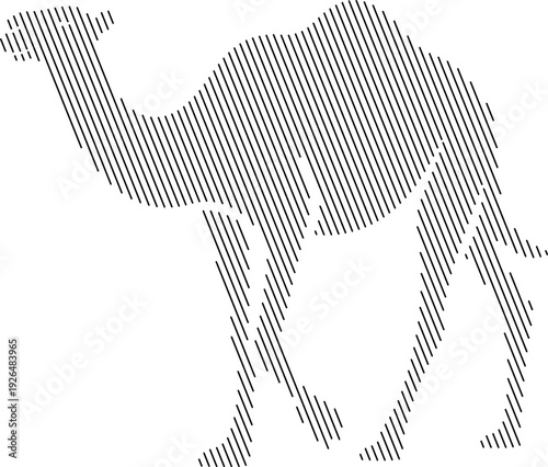 Black and white line of a camel with two humps Keywords: camel, animal, desert, mammal, wildlife