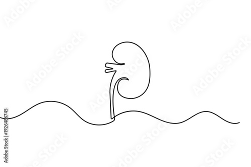Human kidney outline vector illustration created with a single continuous line minimalist art