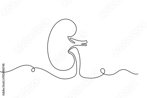 Human kidney outline vector illustration created with a single continuous line minimalist art