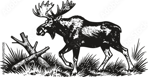 Black and white illustration of a moose walking through grass near crossed wooden branches