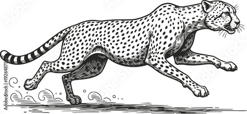 running cheetah animal illustration in black and white fast wild cat with spotted fur and streamlined body in motion
