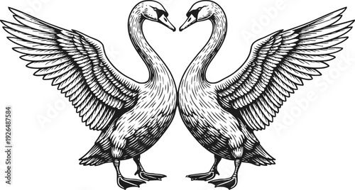 Two elegant swans facing each other with spread wings, detailed black and white line art illustration