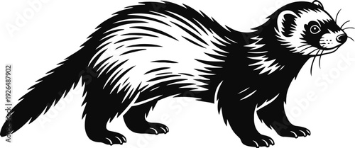 black and white ferret illustration wild animal sketch mammal portrait, nature drawing