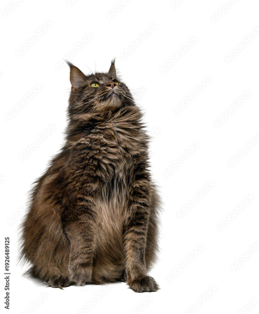 Obraz premium Gray Maine Coon Cat on White Background