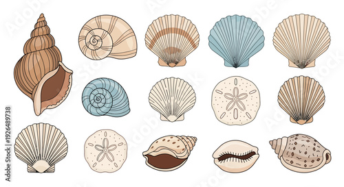 Collection of various seashells and sand dollars isolated on white background.