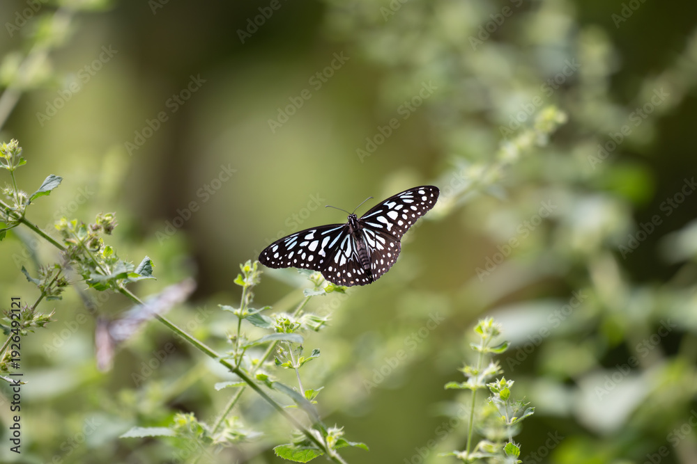 Obraz premium A Blue tiger Butterfly resting on the stems and leaves of a green plant and surrounded with branches and blurred background.
