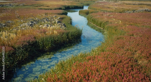 Tidal salt marsh with serpentine water channels and vibrant invertebrate communities
