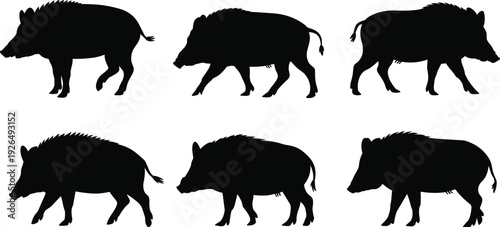 Set of black wild boar silhouettes with various walking and standing poses isolated on white background for forest nature design.