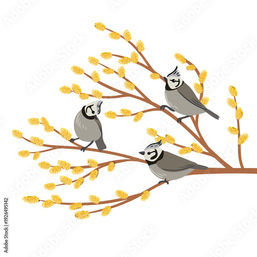 vector drawing bird, crested tits at spring flowering willow branch with catkins , hand drawn wildlife illustration