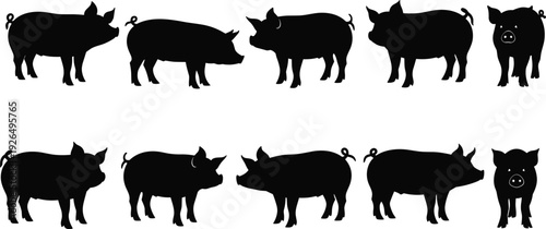 Pig silhouettes set showing different farm pig poses side front and rear views isolated vector illustration on white background