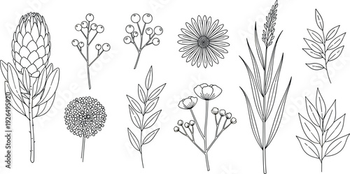 Collection of delicate botanical line art featuring wildflowers protea and field blossoms isolated on white background for nature inspired design