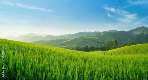 Gentle countryside setting showing abundant rice fields and majestic hills