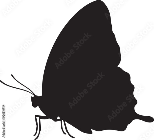 Black silhouette of a delicate butterfly with intricate wing patterns, symbolizing transformation, nature's beauty, and delicate flight.