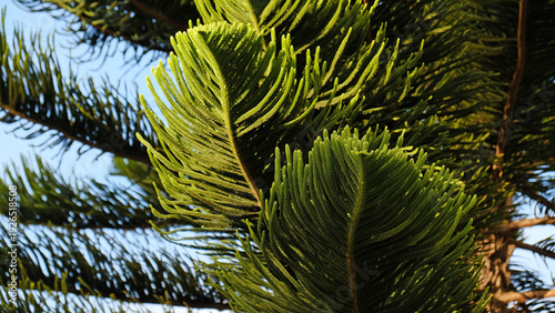 Norfolk Island pine - Araucaria heterophylla foliage, vibrant green texture.