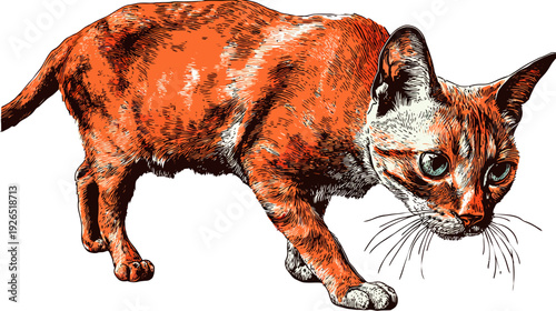 A vibrant, sketched depiction of a cat with orange and white fur, looking focused