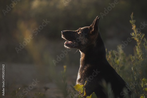 Photography a german shepherd type dog side profile portrait at sunset