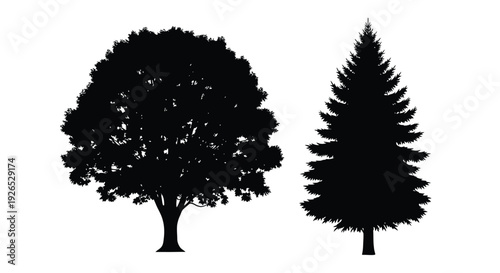 Silhouettes of a deciduous and coniferous tree against a white background