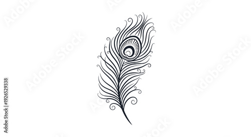 Elegant illustration of a peacock feather with intricate details and swirling patterns