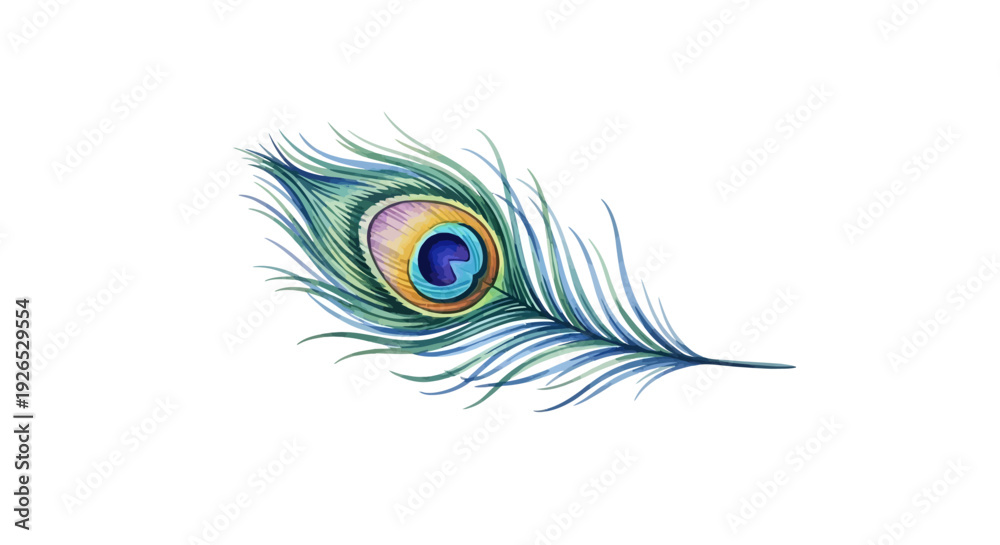 Obraz premium A single peacock feather illustration with vibrant colors and delicate details on a simple background