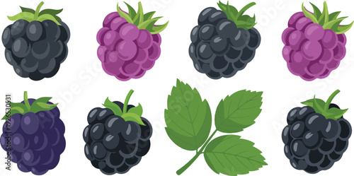 Fresh Blackberry Vector Set  Ripe Berries and Botanical Elements