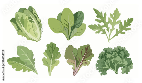Hand Painted Watercolor Salad Greens Vector Set
