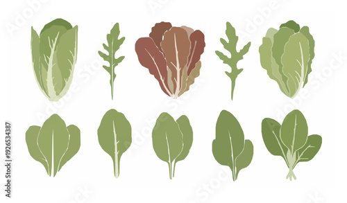 Minimal Watercolor Salad Leaf Vector Set