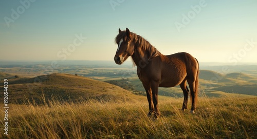 Noble hucul pony standing alert on a hilltop with sprawling grasslands