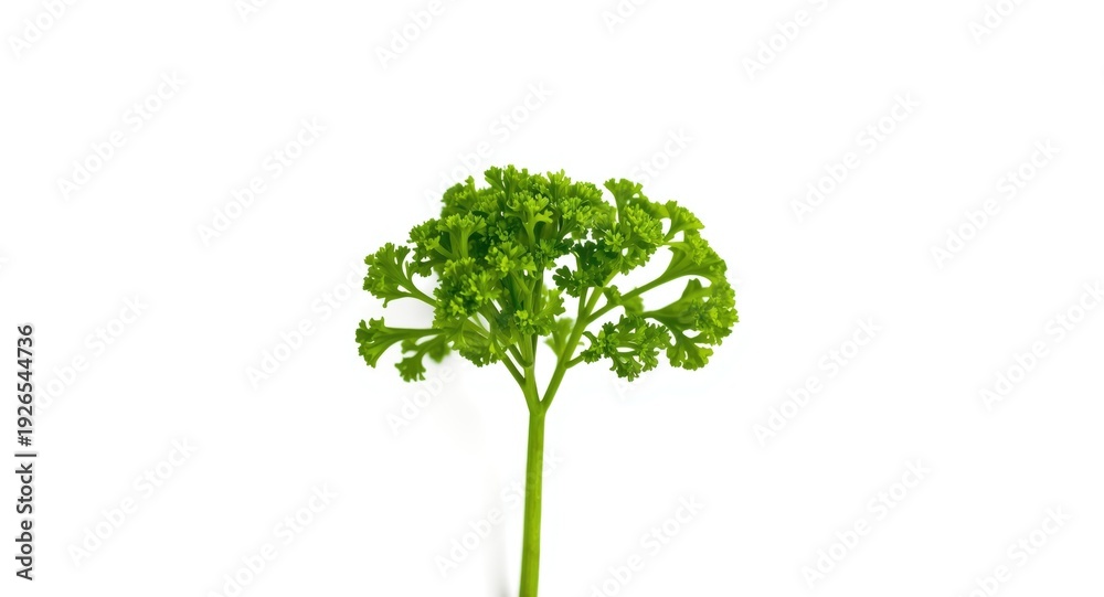 Obraz premium Vibrant green parsley plant isolated clearly on white background