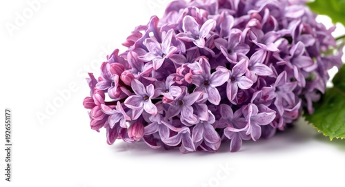 Wallpaper Mural purple lilac cluster captured on a pure white background with copy space Torontodigital.ca