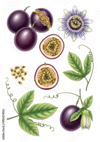 watercolor botanical illustration of whole and sliced passion fruit, seeds, green leaves, and detailed passion flower on a transparent background, scientific botanical still life concept