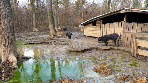 Domestic hairy pigs stand in a muddy pigsty on an organic meat farm