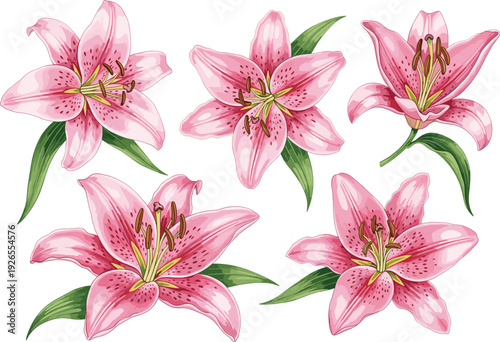 Collection of Detailed Pink Lily Flower Vector Illustrations with Green Leaves for Tropical Wedding Invitations, Floral Patterns, and Elegant Botanical Graphic Designs