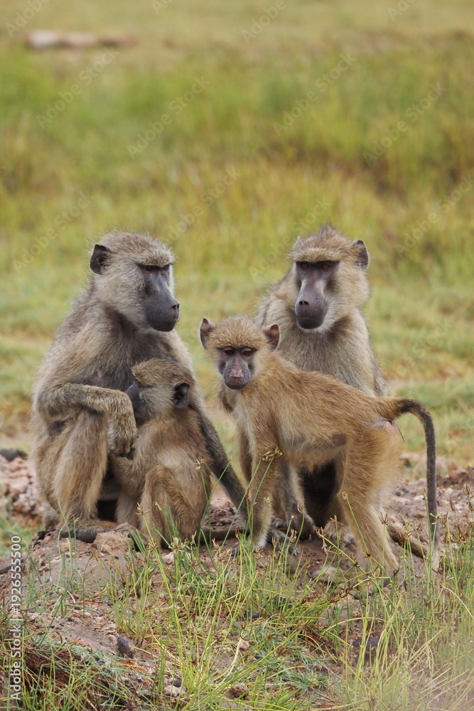 Fototapeta premium Family of olive Baboons Sitting on the Ground in Amboseli National Park, Kenya