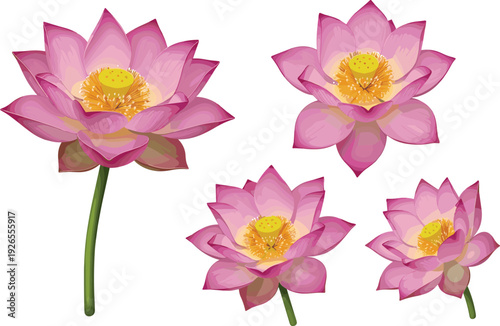 Elegant Pink Lotus Flower Vector Set with Blooming Water Lilies for Yoga Wellness Spa Branding Spiritual Zen Backgrounds and Buddhist Symbolism Design Projects