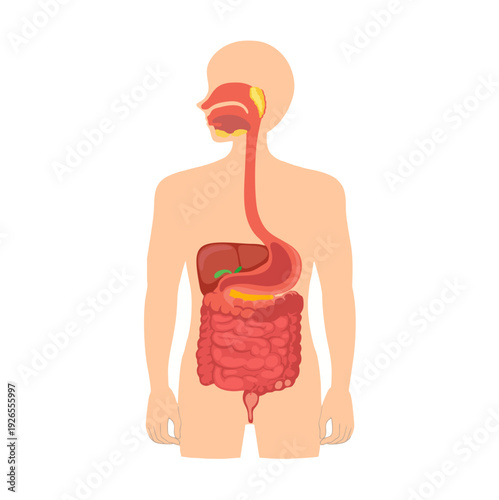 Human digestive system anatomical illustration