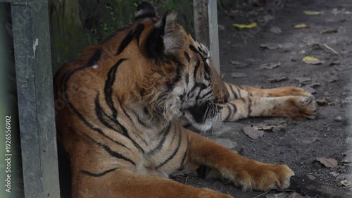 Sumatran Tiger Resting near Enclosure in Indonesia - Cinematic 4K Shot