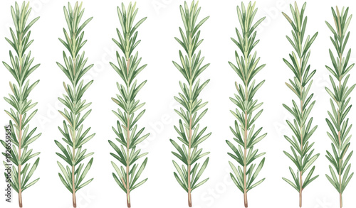 Fresh Green Rosemary Herb Sprig Vector Set for Culinary Cooking Illustrations, Organic Food Packaging, Herbal Medicine Branding, and Kitchen Garden Botanical Designs