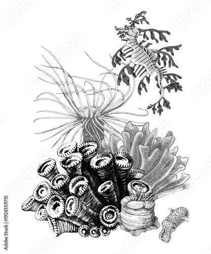 Coral reef group with sea leaf dragon