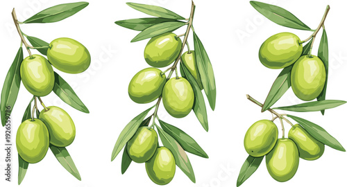 Fresh Green Olive Branch Vector Set with Ripe Olives and Leaves for Mediterranean Food Packaging Organic Oil Branding Greek Cuisine Menus and Healthy Lifestyle Designs