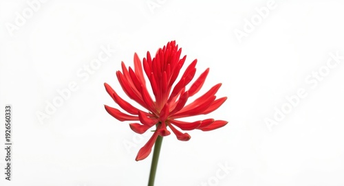 Red spike King Ixora flower blooming with white backdrop