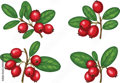 Fresh Red Cranberry Sprig Vector Set with Green Leaves for Thanksgiving Holiday Decor, Organic Superfood Packaging, Festive Christmas Sauce Branding, and Autumn Nature Designs