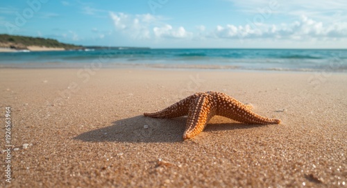 Starfish resting tranquilly on sandy seaside shore under bright sunlight